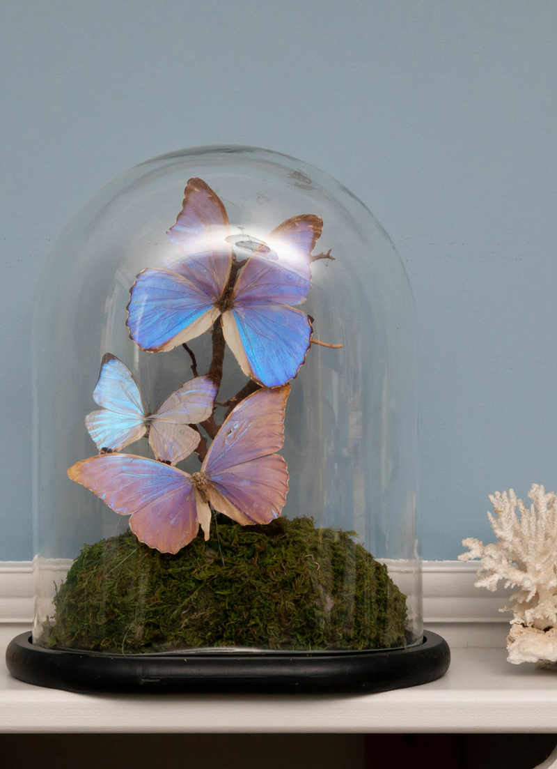 Rectory Mantel Butterflies Coral